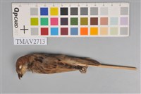 藏品(麻雀)的圖片